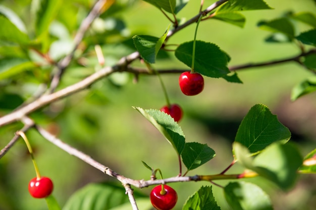 Kirschbaum mit roten Kirschen im Gartenfrische reife Bio-Sauerkirschen auf Zweig mit Blatts...