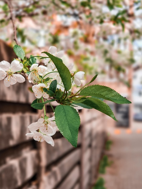 Kirschbaum mit weißen Blüten Blüte Blütezeit Frühling Frisch