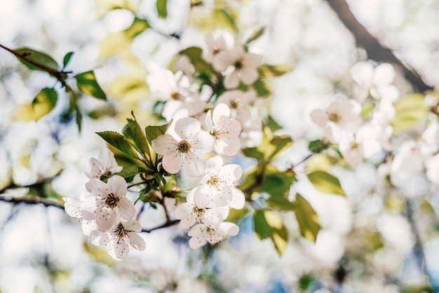 Kirschbaum mit weißen Blüten im Frühjahr