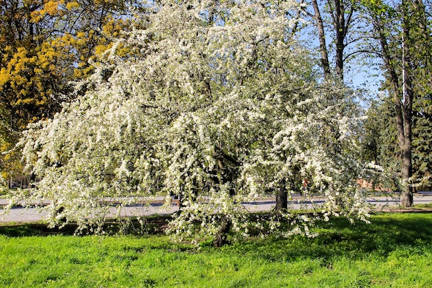 Kirschbaum mit weißer Frühlingsblüte im Park