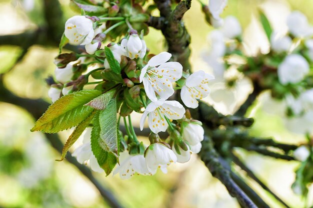 Kirschbaum- oder Sakura-Blumen blühen im Frühling auf natürlichem grünem Hintergrund