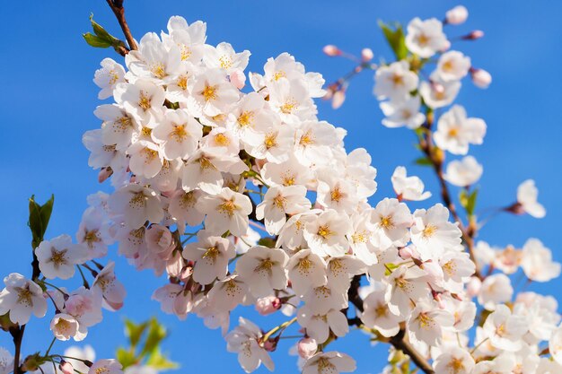 Kirschbaum- oder Sakura-Blumen blühen im Frühling auf natürlichem Hintergrund des blauen Himmels