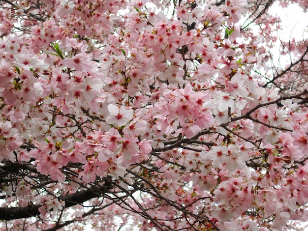 Kirschbaum - rosa Kirschblüte, die im Park in Japan blüht