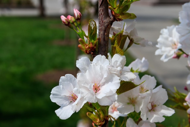 Kirschbaumblüte im Frühling