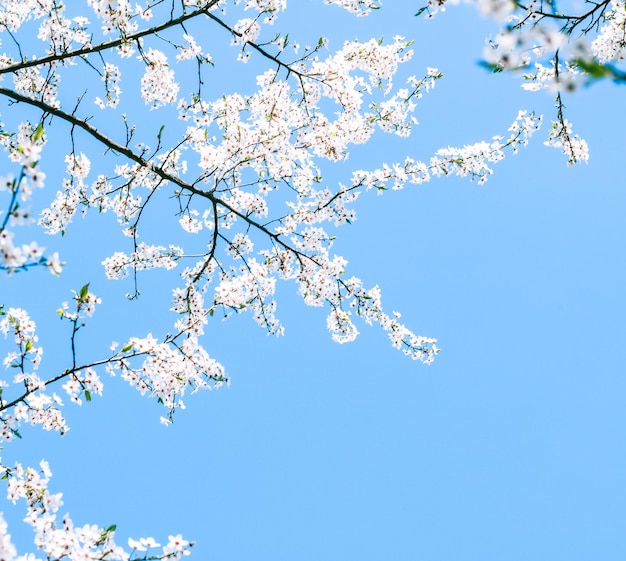 Kirschbaumblüte und weiße Blumen des blauen Himmels als Naturhintergrund