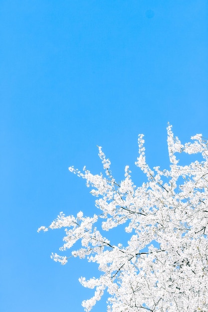 Kirschbaumblüte und weiße Blumen des blauen Himmels als Naturhintergrund