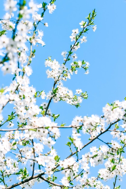 Kirschbaumblüte und weiße Blumen des blauen Himmels als Naturhintergrund