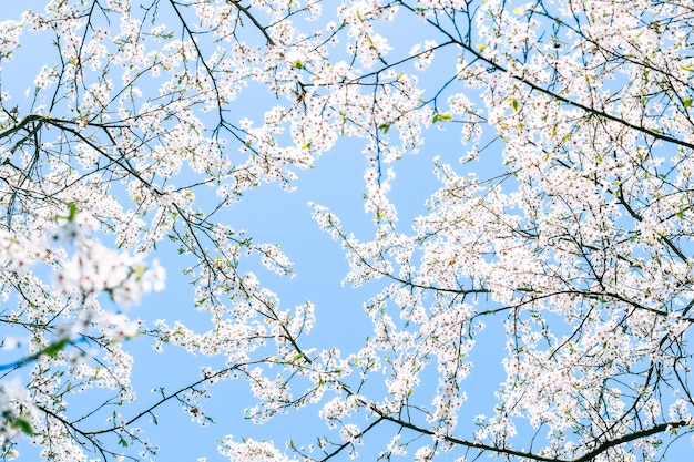 Kirschbaumblüte und weiße Blumen des blauen Himmels als Naturhintergrund