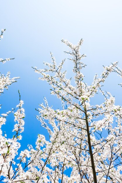 Kirschbaumblüte und weiße Blumen des blauen Himmels als Naturhintergrund