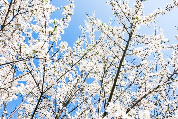 Kirschbaumblüte und weiße Blumen des blauen Himmels als Naturhintergrund