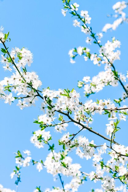 Kirschbaumblüte und weiße Blumen des blauen Himmels als Naturhintergrund