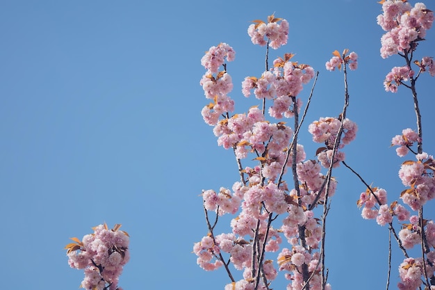 Kirschbaumfrühling, der mit rosa zarten Blumen am Himmelshintergrund blüht