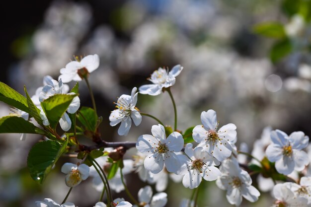 Kirschbaumzweig im Frühjahr