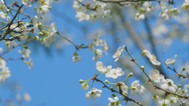 Kirschbaumzweig mit vielen kleinen weißen Blüten blüht mit kleinen weißem Blüten