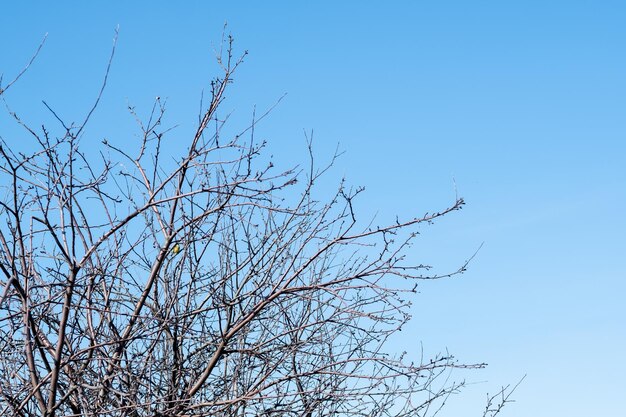 Kirschbaumzweige gegen den Himmel kopieren Raum