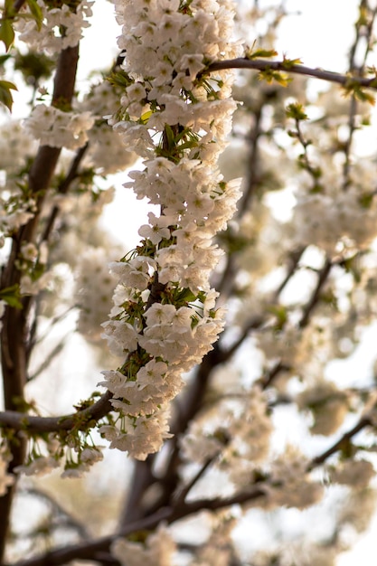 Kirschbaumzweige in Frühlingsblumen