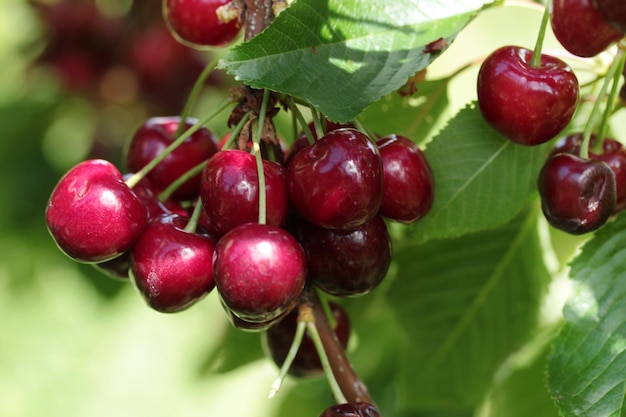 Kirschbeeren auf einem Ast