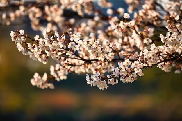 kirschblüte am flussufer in südkorea joenju