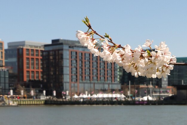 Foto kirschblüte am potomac river