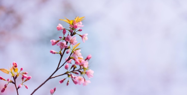 Kirschblüte, blühende Sakura mit rosa Blüten im Frühling