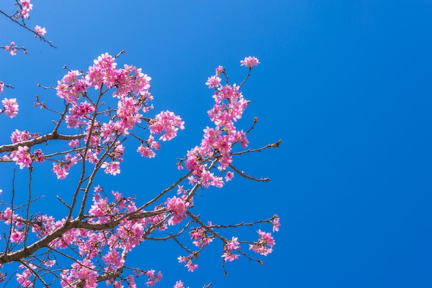 Kirschblüte blüht auf der Niederlassung mit blauem Himmel während des Frühlinges