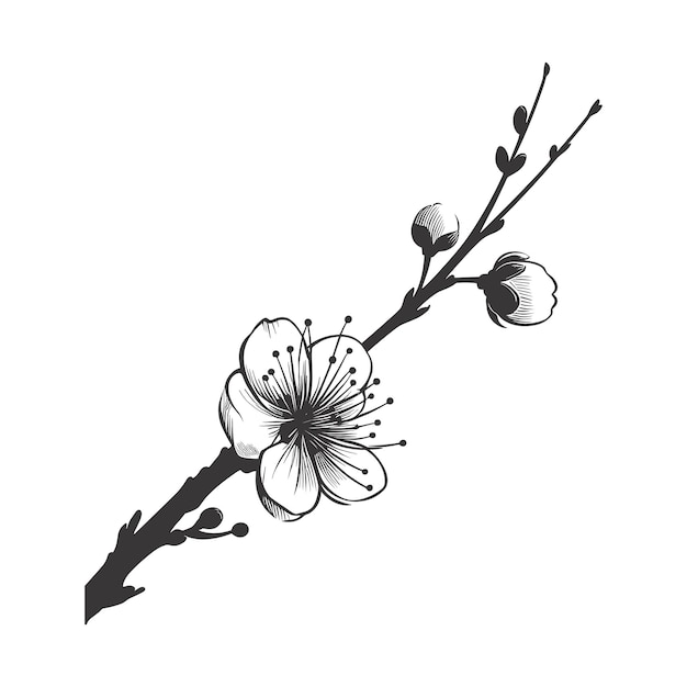 Foto kirschblüte botanische kunst frühlingsbaum handzeichnung schrägzeichnung vektorillustration tinte skizze