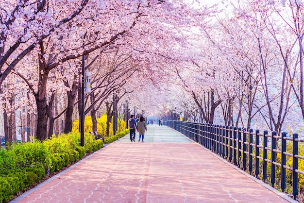 Kirschblüte des Frühlinges in Seoul