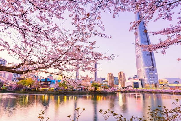 Kirschblüte des Frühlings in Seoul, Südkorea.