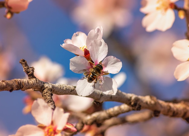 Kirschblüte gegen den Himmel