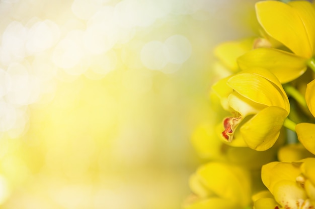 Kirschblüte, gelber Frühlingsblütenhintergrund.