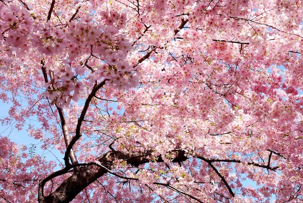 Kirschblüte Hintergrund