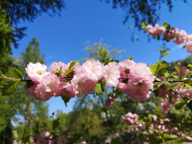 Kirschblüte im Frühjahr auf blauem Himmelshintergrund Sakura-Baum