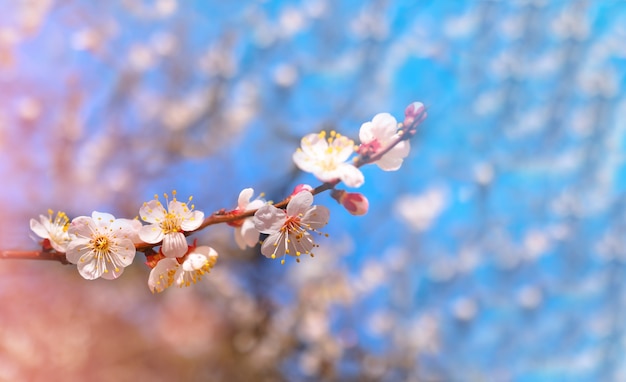 Kirschblüte im frühjahr für hintergrund oder kopierraum für text