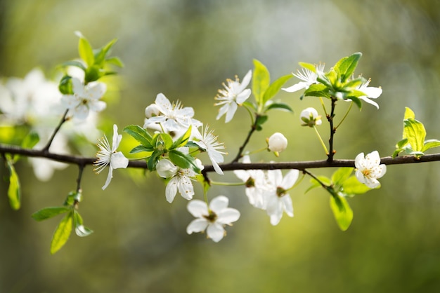 Kirschblüte im Frühjahr mit weichem Fokus, Sakura-Saison, blühender Brunch, Naturfrühlingshintergrund.