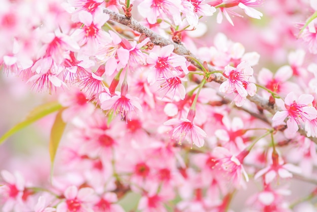 Kirschblüte im Frühjahr mit Weichzeichnung