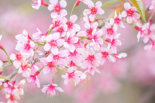 Kirschblüte im Frühjahr mit Weichzeichnung