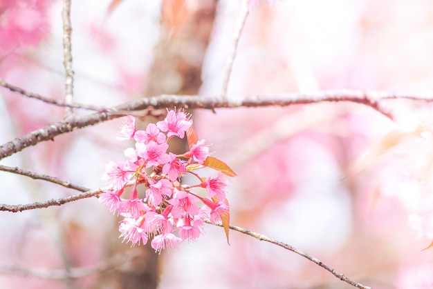 Kirschblüte im Frühjahr mit Weichzeichnung