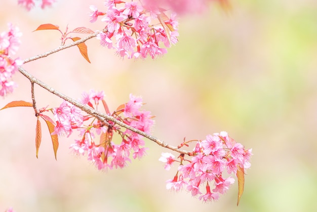 Kirschblüte im Frühjahr mit Weichzeichnung