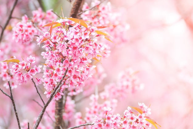 Kirschblüte im Frühjahr mit Weichzeichnung