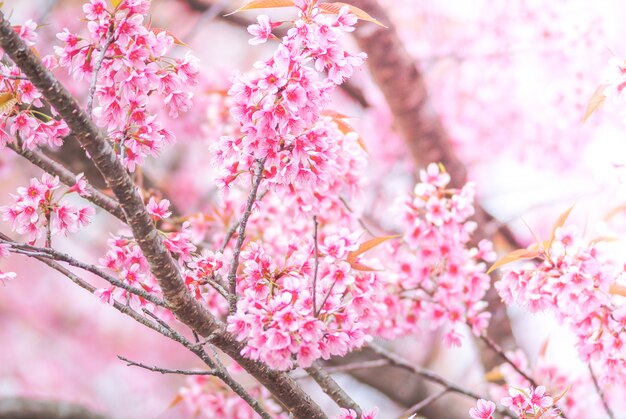 Kirschblüte im Frühjahr mit Weichzeichnung