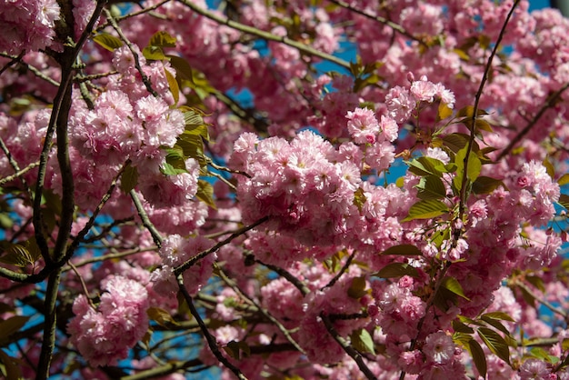 Foto kirschblüte im frühjahr