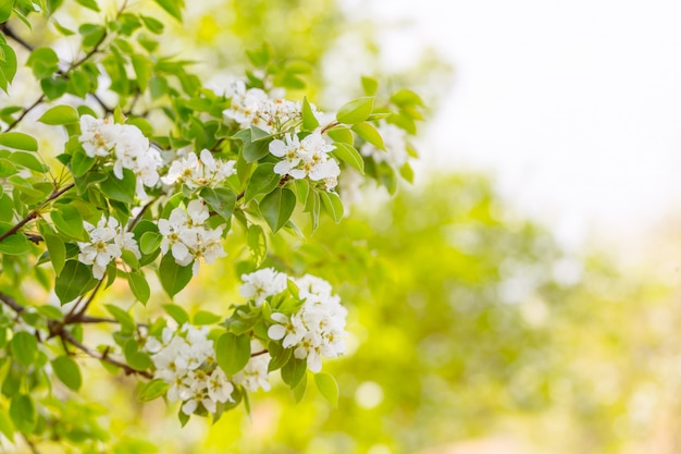 Kirschblüte im Frühjahr