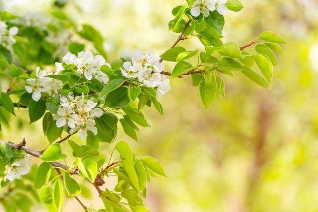 Kirschblüte im Frühjahr