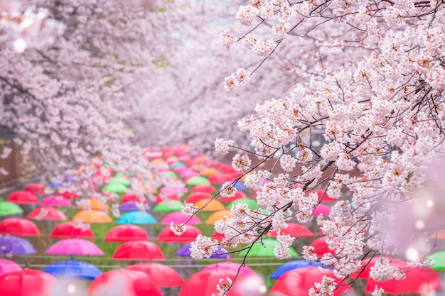 Kirschblüte im Frühling in Korea ist der beliebte Aussichtspunkt für Kirschblüten, Jinhae Südkorea.