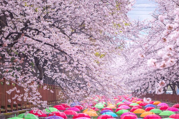 Kirschblüte im Frühling in Korea ist der beliebte Kirschblühenschauort jinhae SüdkoreaxA