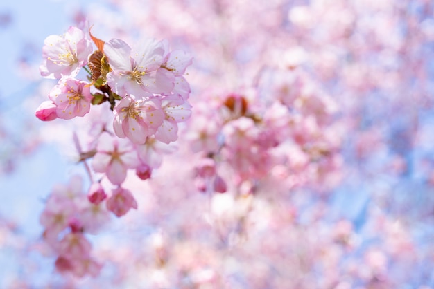 Kirschblüte im Frühling. Schöner rosa Blumenhintergrund.