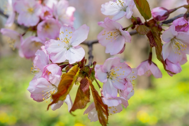 Kirschblüte im Frühling. Schöner rosa Blumenhintergrund.