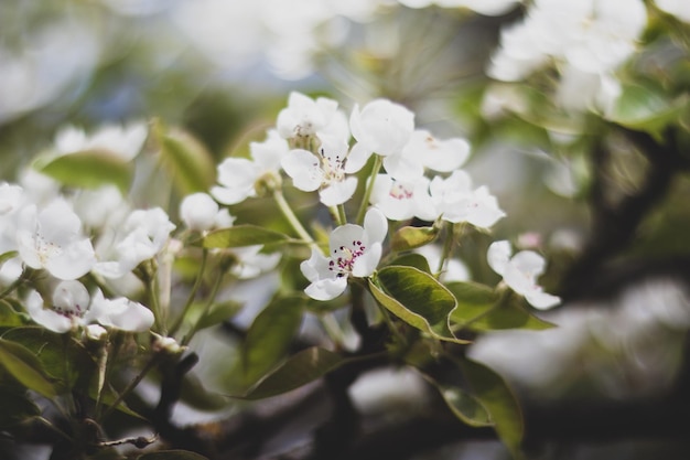 Kirschblüte im Frühlingsgarten