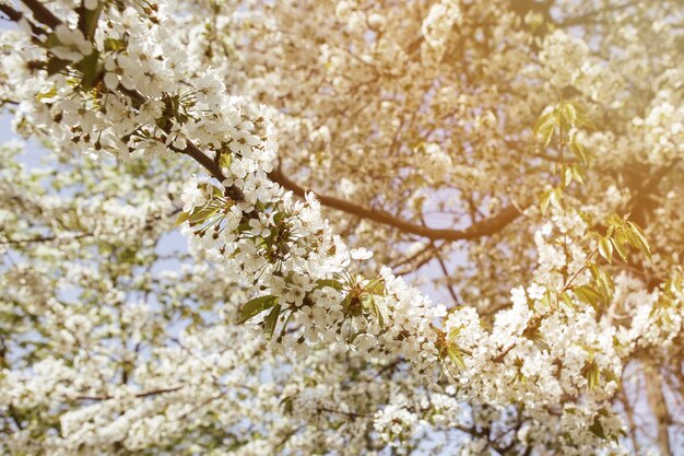 Kirschblüte im Garten mit grünen Blättern. Viele blühende weiße Blumen an den Zweigen eines Kirschbaums mit kleinen Knospen.