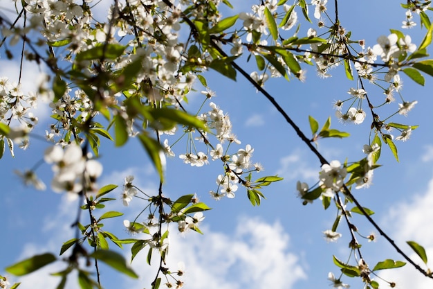 Kirschblüte im Garten